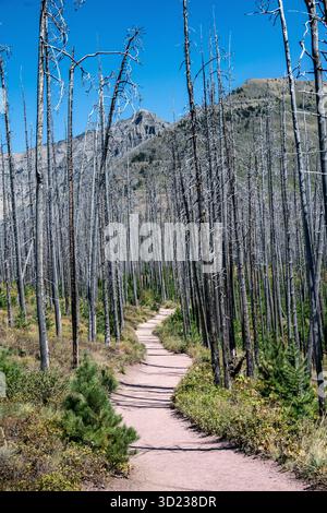 Ein gewundener Pfad durch einen Wald aus hohen, blattlosen Bäumen unter einem klaren blauen Himmel. Waterton Park, Alberta, Kanada Stockfoto