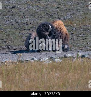 Ein großer Bison, der auf dem Boden auf einem grasbewachsenen und felsigen Feld unter klarem Himmel liegt. Waterton Park, Alberta, Kanada Stockfoto