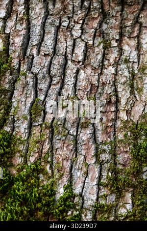 Textur der braunen Baumrinde mit grünem Moos und Flechten. Makrofotografie der strukturierten Rinde eines Baumes mit Moos, aufgenommen in einem Wald. Stockfoto