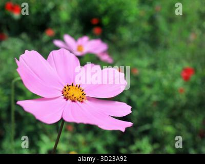 Rosafarbene Kosmetikblumen-Nahaufnahme auf grüner Wiese Stockfoto