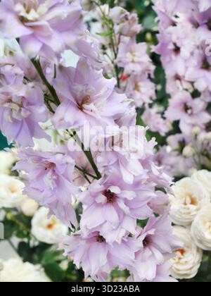 Pastellfarbene campanula-Blüten und weiße Rosen wachsen in einer Gartennähe Stockfoto
