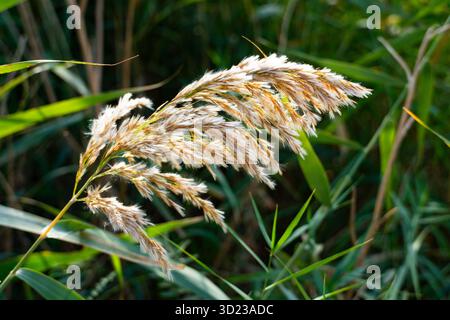 Flauschige Federn aus gewöhnlichem Schilf mit weicher, federnder Textur, gefangen in einer grünen Feuchtlandschaft. Perfekt für Natur- und Umweltthemen Stockfoto