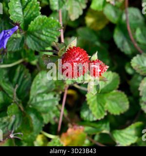 Rote Herbstfrüchte und grüne Blätter von Mock Strawberry, Potentilla indica oder Duchesnea indica UK Garden September Stockfoto