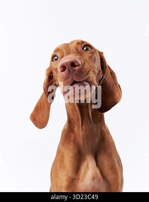 Ein Viszla-Hund blickt mit einem humorvollen, neugierigen Ausdruck auf einem sauberen weißen Hintergrund nach oben. Die geschmeidigen Ohren und der weiche braune Mantel verleihen Charme. Stockfoto