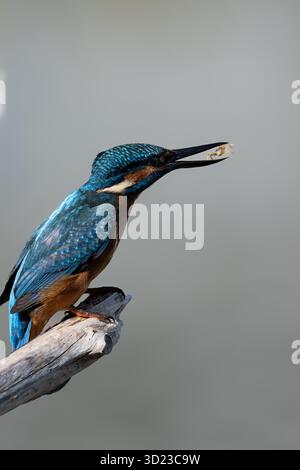 Der eisvogel sitzt auf einem Zweig und isst kleine Krabben. Stockfoto