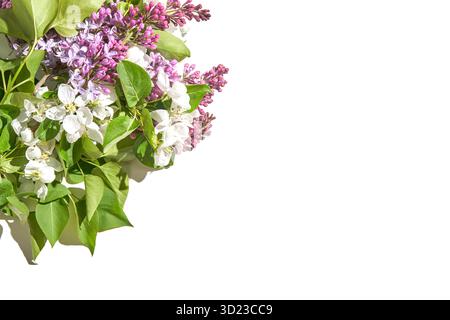 Frühlingsblumen-Arrangement mit Flieder- und Apfelblüten auf weißem Hintergrund Stockfoto