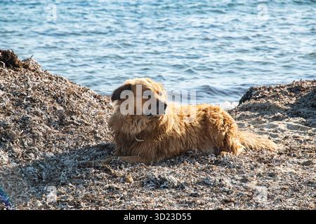 Ein charmanter Mischlingshund, der friedlich auf sonnendurchfluteten, trockenen Algen am ruhigen Sommermeer ruht Stockfoto