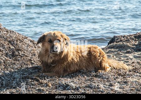 Ein charmanter Mischlingshund, der friedlich auf sonnendurchfluteten, trockenen Algen am ruhigen Sommermeer ruht Stockfoto