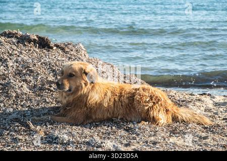 Ein charmanter Mischlingshund, der friedlich auf sonnendurchfluteten, trockenen Algen am ruhigen Sommermeer ruht Stockfoto