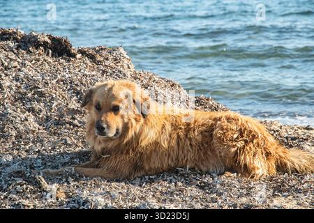 Ein charmanter Mischlingshund, der friedlich auf sonnendurchfluteten, trockenen Algen am ruhigen Sommermeer ruht Stockfoto