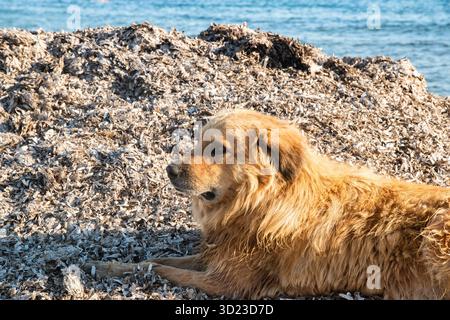 Ein charmanter Mischlingshund, der friedlich auf sonnendurchfluteten, trockenen Algen am ruhigen Sommermeer ruht Stockfoto