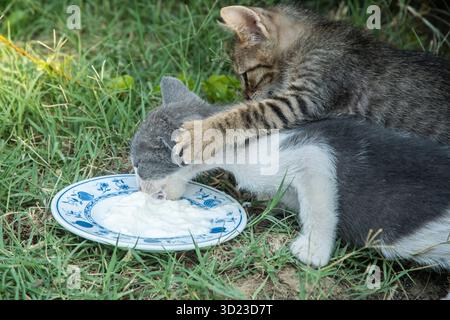 Mitgefühl für Streuner: Zwei süße Kätzchen genießen draußen auf dem Gras ein dringend benötigtes Joghurtmahl. Stockfoto