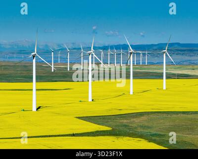 Windturbinen in einem riesigen gelben Rapsfeld unter einem klaren blauen Himmel mit weit entfernten Bergen. Südlich von Glenwood, Kanada Stockfoto
