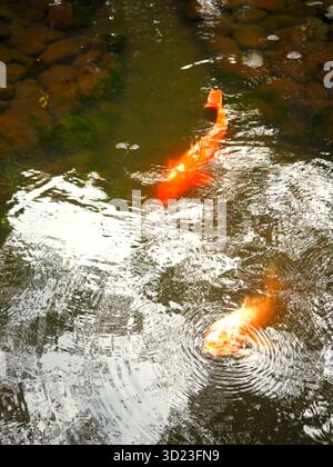 Leuchtend orange Koi Fische schwimmen in einem ruhigen Teich in einem japanischen Garten an einem ruhigen Morgen in Tokio Stockfoto
