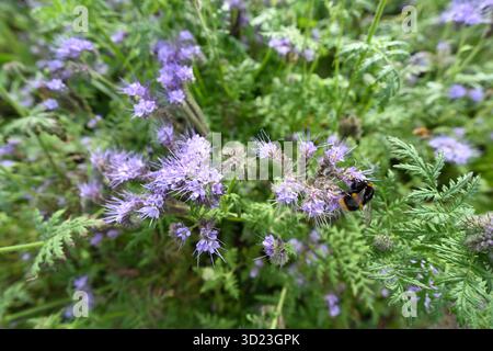 Flauschige hellviolette Herbstblumen von fiddleneck, Phacelia tanacetifolia UK Garden September Stockfoto