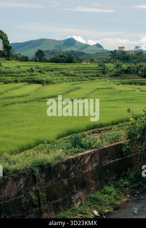 Üppig grüne Reisterrassen mit fernen Hügeln unter blauem Himmel. Binh Lieu District, Quang Ninh, Vietnam Stockfoto
