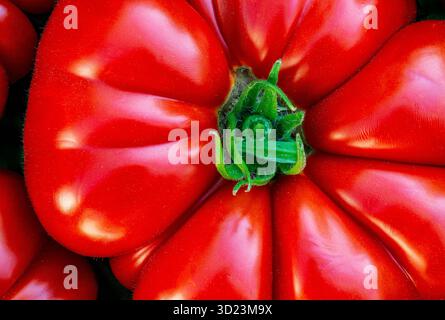 Nahaufnahme einer leuchtenden roten Tomate mit tiefgrünem Stiel. Stockfoto