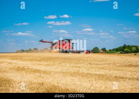 Ein roter Mähdrescher arbeitet auf einem goldenen Weizenfeld unter klarem blauen Himmel. Stockfoto