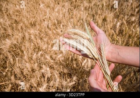 Hände, die reife Weizenstängel in einem goldenen Feld halten. Stockfoto