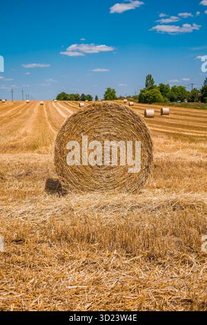 Ein runder Heuballen steht auf einem goldenen Feld unter einem klaren blauen Himmel. Stockfoto