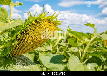 Nahaufnahme einer Sonnenblume auf einem Feld. Stockfoto