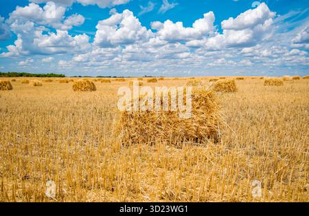 Golden haystacks square hay bale in a vast agricultural field under a blue sky with fluffy clouds. Stockfoto