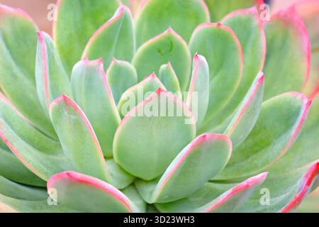 Grün mit rosafarbenen Kanten, Echeveria „Luella“ saftig. Stockfoto