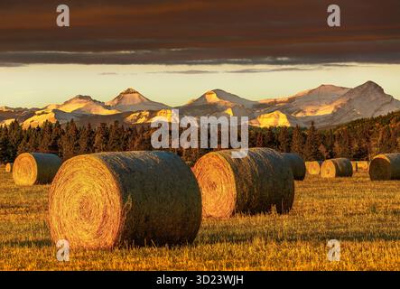 Heuballen in einem goldenen Feld mit Bergen und einem dramatischen Himmel bei Sonnenuntergang. Westlich von Calgary, Kanada Stockfoto