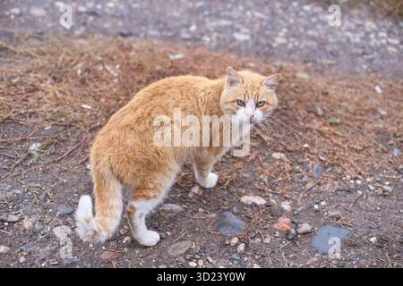 Ginger Tabby Katze mit weißen Pfoten, die auf Kiesweg im Freien in Natur stehen Stockfoto