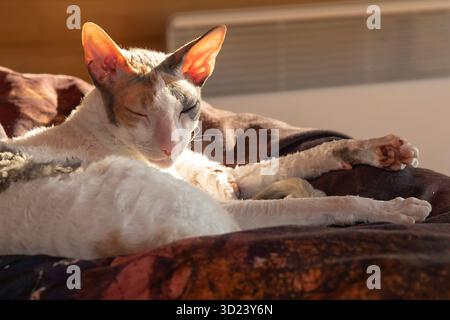 Cornish Rex Katze, die sich in der Morgensonne auf weicher Decke entspannt Stockfoto