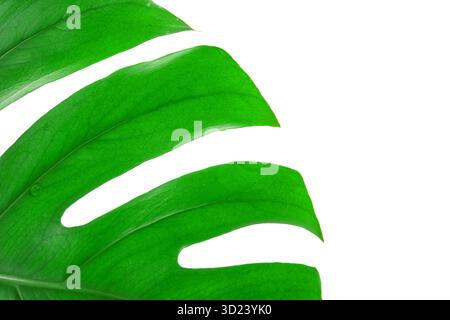 Nahaufnahme eines lebendigen grünen Monstera-Blattes auf weißem Hintergrund Stockfoto