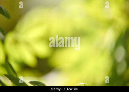 Leuchtend grüne Blätter im Sonnenlicht mit weichem natürlichem Bokeh-Hintergrund Stockfoto