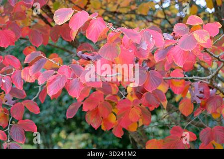 The red and pink autumn leaves of the Hamamelis x Intermedia, witch hazel ‘Orange Peel’. Stockfoto