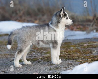 Sibirischer Husky-Welpe, 3 Monate alt, Portraitprofil. Stockfoto
