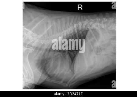 Die medizinische Röntgenaufnahme der Brust des französischen Bulldogs mit Lungenanatomie und veterinärdiagnostischem Detail Stockfoto