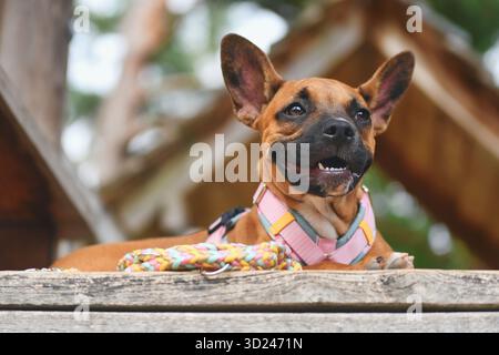 Gemischter Hund auf Holzplanke mit farbenfroher Paracord-Leine Stockfoto