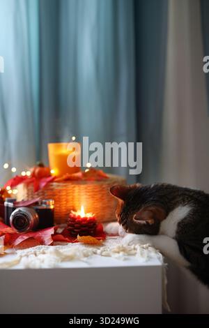 Niedliche Katze, die sich in einem Herbstdekor mit Blättern, Kürbissen und Kerzenlicht ausruhen lässt. Gemütliche Herbststimmung. Stockfoto