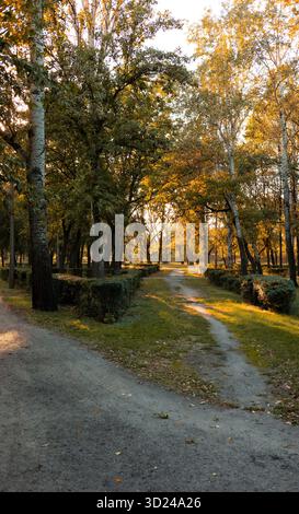 Herbstliche Parklandschaft mit einem gabelförmigen, unbefestigten Weg, umgeben von hohen Bäumen mit gelbem und grünem Laub. Warmes Sonnenlicht, das durch die Blätter filtert, erzeugt einen Stockfoto