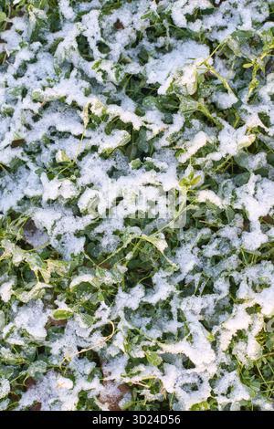 Schneestäubung im frühen Winter auf grünem Gras mit Blättern, die durch weißen Frost sichtbar sind Stockfoto
