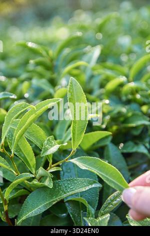 Nahaufnahme frischer tau-bedeckter Grünteeblätter in sonnendurchfluteter Plantage Stockfoto