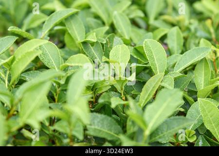Lebendige grüne Teeblätter mit Tau in üppiger Plantage, die im Morgenlicht gefangen werden Stockfoto
