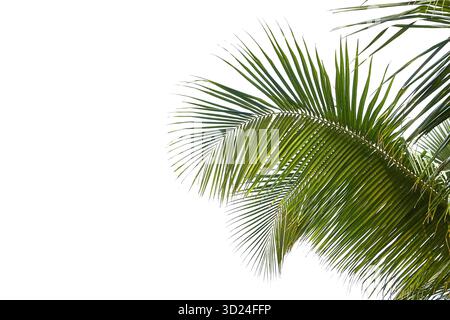 Nahaufnahme von tropischen Palmblättern vor klarem blauem Himmel an einem sonnigen Tag Stockfoto