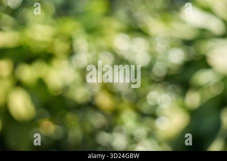 Abstrakter grüner Natur-Bokeh-Hintergrund mit verschwommenen Lichtkreisen im Laub Stockfoto
