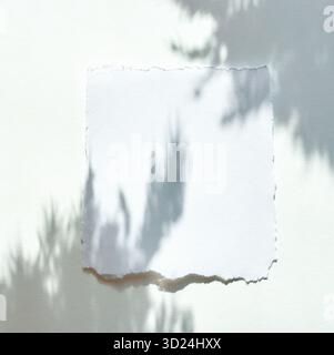 Gerissenes weißes Papier auf hellem Hintergrund mit Blattschatten für ein weiches natürliches Stockfoto