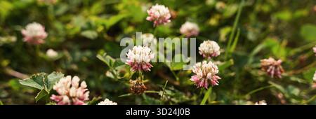 Nahaufnahme blühender weißer und rosafarbener Kleeblüten in üppig grünem Gras Stockfoto
