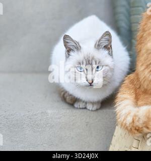 Weiße siamkatze mit blauen Augen, die auf Stufen neben Ingwerkatze auf Weide sitzt Stockfoto