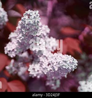 Nahaufnahme von violetten und weißen Fliederblüten in üppigem Laub in sanftem Licht Stockfoto