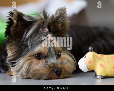 Yorkshire-Terrier-Welpe mit Spielzeuggiraffe aus nächster Nähe, entzückender kleiner Hund Stockfoto