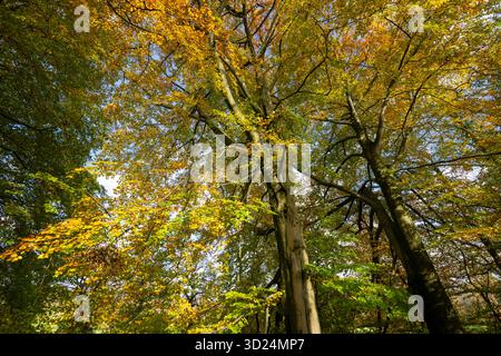 Reife Buchen voller herbstlicher Farbe im Brabyns Park, Marple Bridge, Stockport, Greater Manchester, England. Stockfoto