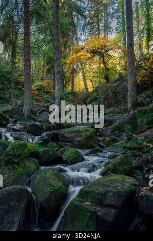 Kleine Wasserfälle, die im Herbst durch eine moosbedeckte felsige Schlucht im Wyming Brook Nature Reserve in Derbyshire, Peak District Nat fließen Stockfoto